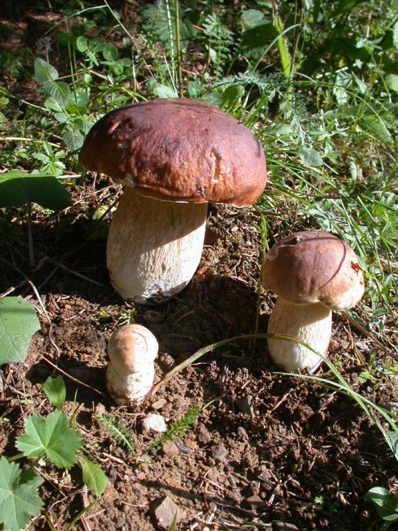 Pansion Bijela Ruza - A La Carte Ravna Gora
